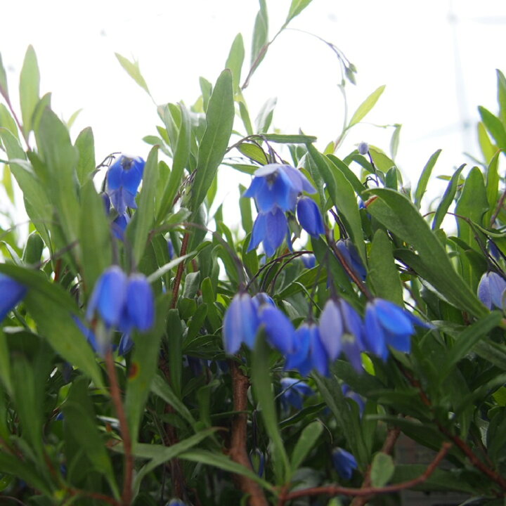 楽天市場 常緑つる性低木 ソリア ブルーベル 花壇 みんなの花屋さん ほのか
