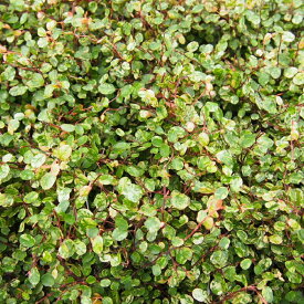 楽天市場 斑入りワイヤープランツ スポットライトの通販