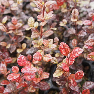 苗 カラーリーフの人気商品 通販 価格比較 価格 Com