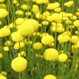 【常緑低木】【ハーブ】 サントリナ レモンライム 【カラーリーフ】【コンテナガーデン】