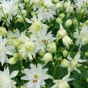 yhz ANCMA O[Abv iI_}LjyCObVK[fz