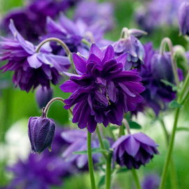 ヤマオダマキ 素掘り苗 山野草 耐寒性多年草 山苧環 アキレジア 23年開花見込み株 春に掘り上げて3月31日お届け開始 紫桜館山の花屋 紫桜館 山の花屋 株 ゼンマイ 素掘り苗株 山菜苗 薇 23年収穫見込み株 入荷済み 出荷は3 15まで 取置き承ります