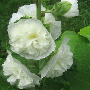 yhz AZA `^[YzCgizzbNjyCObVK[fz