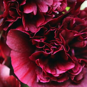 yhz AZA `^[Y`FXgibguE izzbNjyCObVK[fz