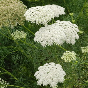 yԒdz A~ rXiK yCObVK[fz