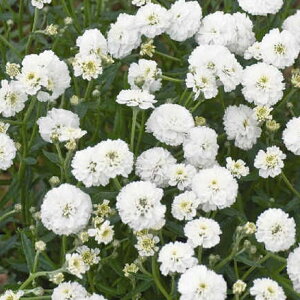 yhz ALA mubT yCObVK[fz