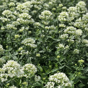 �y�h�����z �Z���g�����T�X �i�x�j�J�m�R�\�E�j �X�m�[�N���E�h �y�C���O���b�V���K�[�f���z