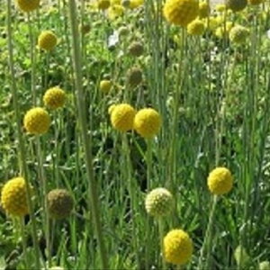 yԒdz NXyfBA O{[T yhCt[z