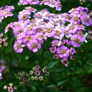 yhz ALA up[hyCObVK[fz