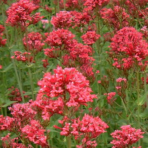 yhz ZgTX ixjJmR\Ej RbLlEX yCObVK[fz