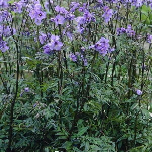 yhz |jE p[vCiniVmujyCObVK[fz