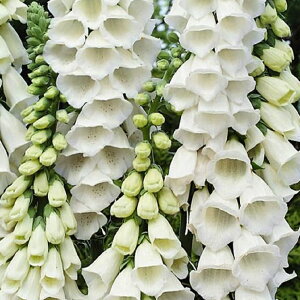 y[YK[fz WM^X Xm[Vu itHbNXO[uj yCObVK[fz