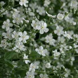 【花壇】 オンファロデス リトルスノーホワイト 【イングリッシュガーデン】