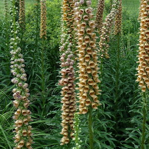 yԒdzWM^X Qo[nhyCObVK[fz