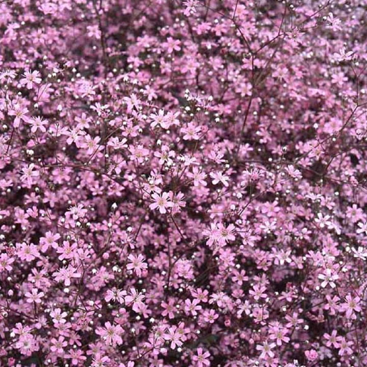 楽天市場 花壇 カスミソウ ローズ ローズかすみ草 イングリッシュガーデン みんなの花屋さん ほのか
