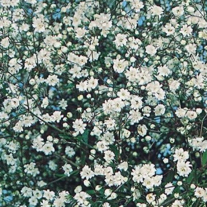 楽天市場 宿根草 宿根 カスミソウ かすみ草 イングリッシュガーデン みんなの花屋さん ほのか