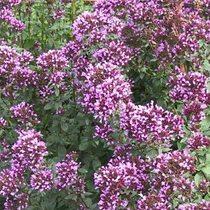 yhz IKm wnE[ yn[uzyJ[[tz