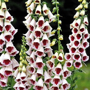 yԒdz WM^X pY`CXitHbNXO[uj yCObVK[fz