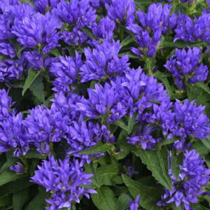 yhz Jpj O[^ xt[u[ yCObVK[fz