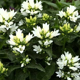 【宿根草】 カンパニュラ グロメラータ ベルフルールホワイト 【イングリッシュガーデン】