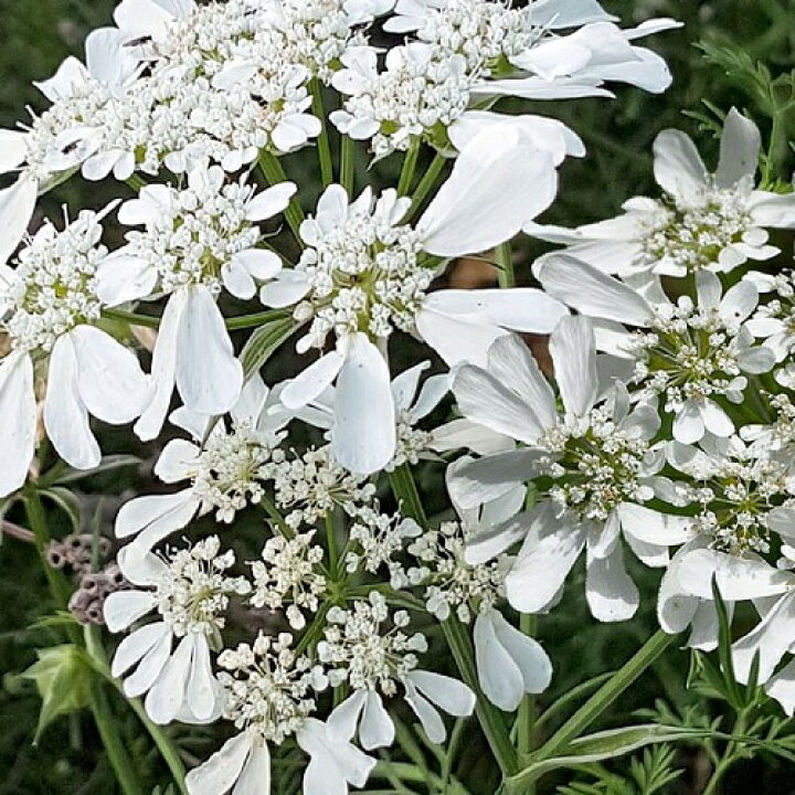 楽天市場 花壇 オルラヤ オルレア グランデフロラ イングリッシュガーデン みんなの花屋さん ほのか
