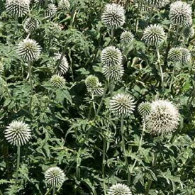 【多年草】　 エキノプス　スターフロスト　（ルリタマアザミ）　【花壇】【イングリッシュガーデン】