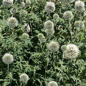 yNz@ GLmvX@X^[tXg@i^}AU~j@yԒdzyCObVK[fz