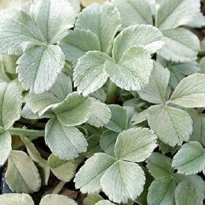 苗 カラーリーフの人気商品 通販 価格比較 価格 Com