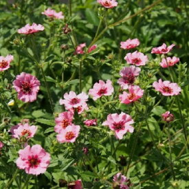 【宿根草】 ポテンティラ ヘレンジェーン【イングリッシュガーデン】【グランドカバー】