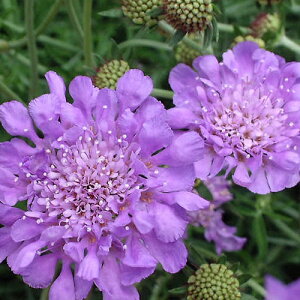 yNz XJrIT sNbVu[ yCObVK[fz