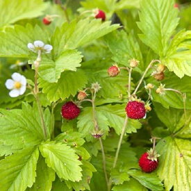 【宿根草】ワイルドストロベリー ゴールデンアレキサンドリア 【カラーリーフ】