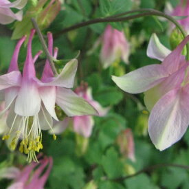 【宿根草】 アクイレギア ピンクランタン （オダマキ）【イングリッシュガーデン】