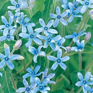 yNz ILVy^ u[X^[ yReiK[fz