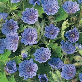 【宿根草】 ゲラニウム　オーキッドブルー　【イングリッシュガーデン】