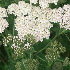 yhz ALA ~tHEvA yCObVK[fz