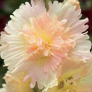 yhz AZA XvOZueB[Y AvRbgizzbNjyCObVK[fz