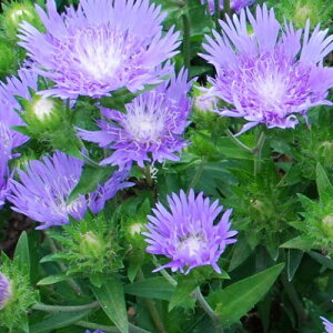 yhz XgPVA IK XJCPbg yԒdz