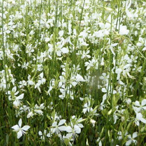 yhz KE N[u[Y yCObVK[fz