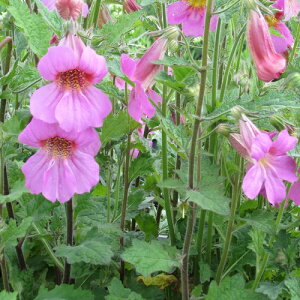 yNz [}jA G[^ yCObVK[fz