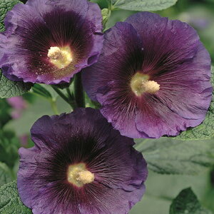 yhzAZA@p[vC izzbNjyCObVK[fz