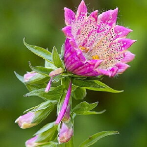 yԒdz WM^X Xg[T p[vitHbNXO[uj