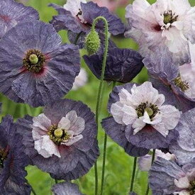 ポピー アメージング グレイ