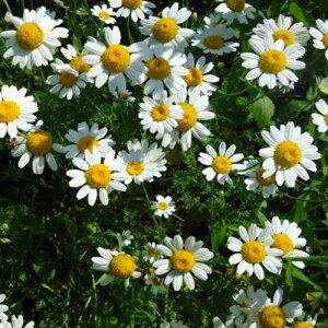 yNz VoiVPMN ( e) yn[uz