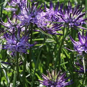 yhz ʃVW (t@CeE} VCqcEF[) yCObVK[fz