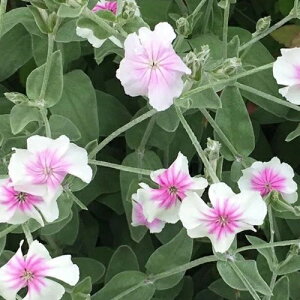 yhzNjX RiA IL[^ yCObVK[fz