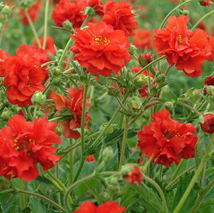 yhzQE uCWO TZbg yCObVK[fz