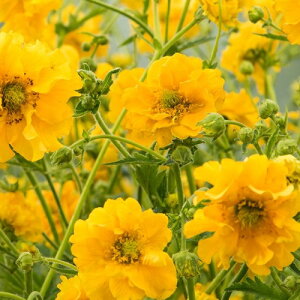 yhzQE S[h{[ yCObVK[fz