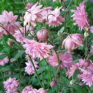 yhz ANCMA [Yo[ iI_}LjyCObVK[fz