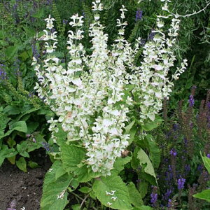 yNzN[Z[W o`JzCg (TrA)yCObVK[fz