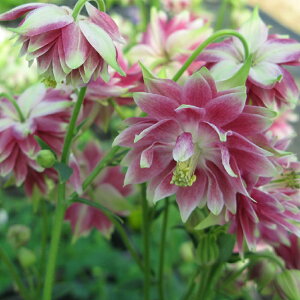 yhz ANCMA mo[ iI_}LjyCObVK[fz